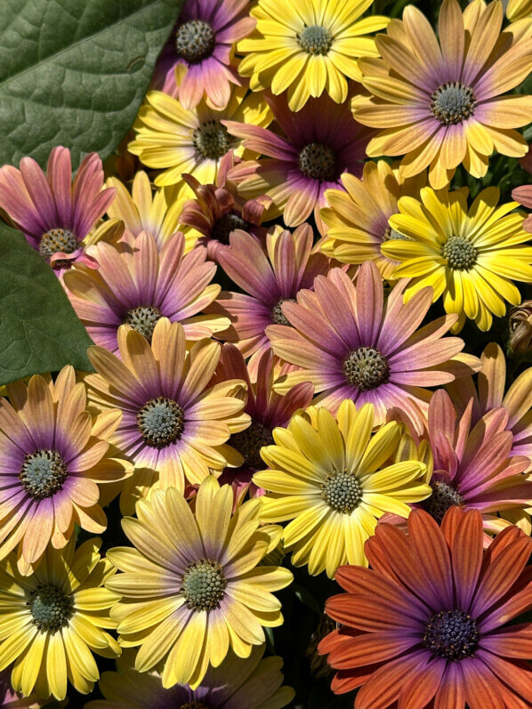 Osteospermum Akila Hawaii Sunset Mixed, Jardin des Plantes, Paris 5e (75)