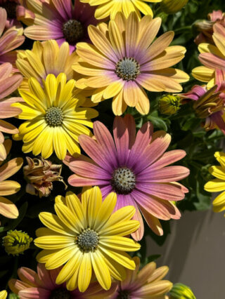 Osteospermum Akila Hawaii Sunset Mixed, Jardin des Plantes, Paris 5e (75)