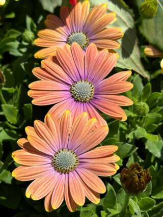 Osteospermum Akila Hawaii Sunset Mixed, Jardin des Plantes, Paris 5e (75)