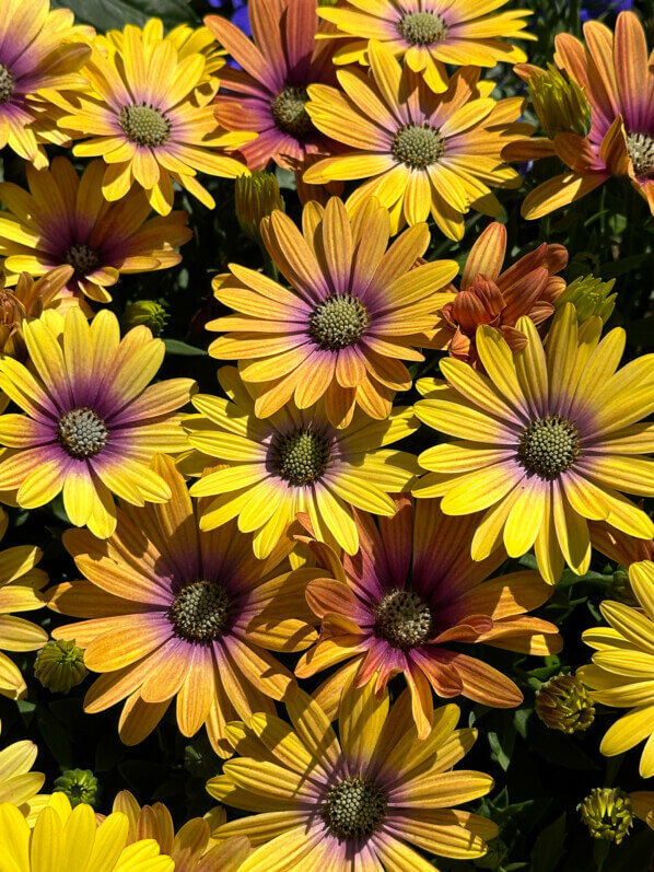 Osteospermum Akila Hawaii Sunset Mixed, Jardin des Plantes, Paris 5e (75)