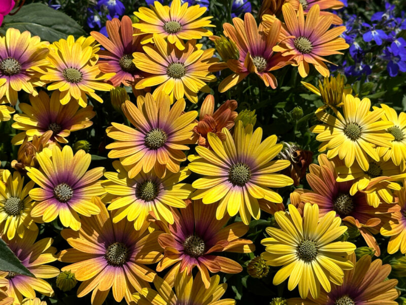 Osteospermum Akila Hawaii Sunset Mixed, Jardin des Plantes, Paris 5e (75)