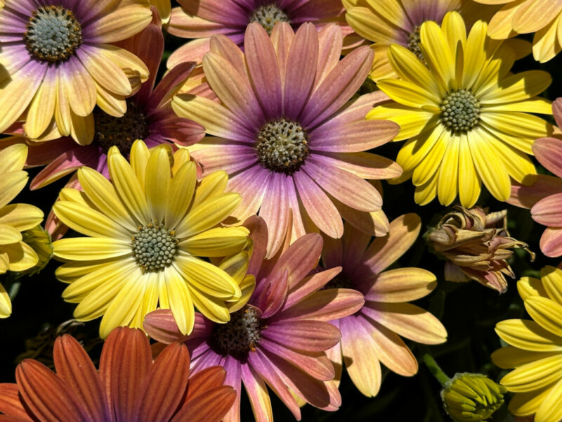 Osteospermum Akila Hawaii Sunset Mixed, Jardin des Plantes, Paris 5e (75)