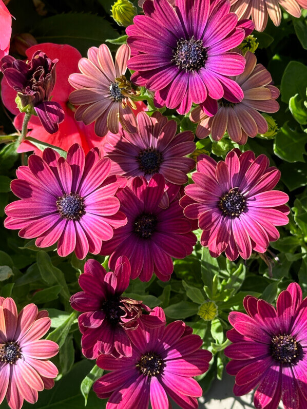 Osteospermum Akila Hawaii Sunset Mixed, Jardin des Plantes, Paris 5e (75)