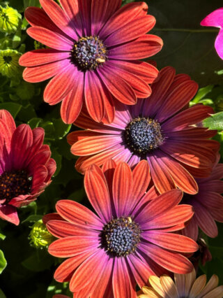 Osteospermum Akila Hawaii Sunset Mixed, Jardin des Plantes, Paris 5e (75)