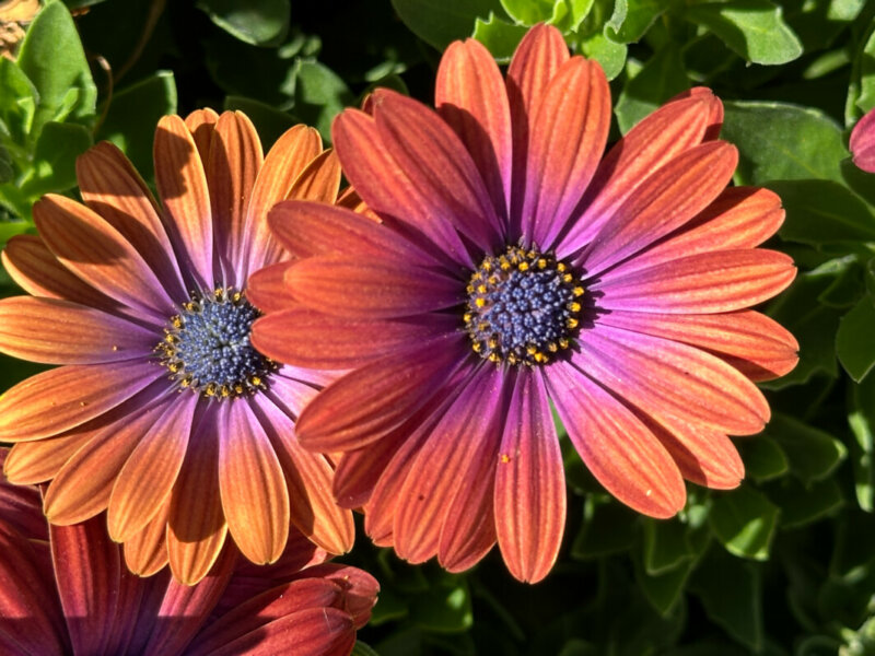 Osteospermum Akila Hawaii Sunset Mixed, Jardin des Plantes, Paris 5e (75)