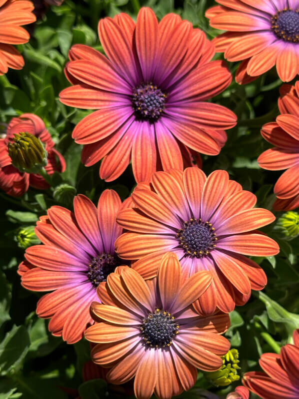 Osteospermum en été dans le Jardin des plantes, Paris 5e (75)