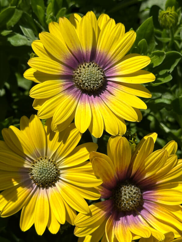 Osteospermum en été dans le Jardin des plantes, Paris 5e (75)