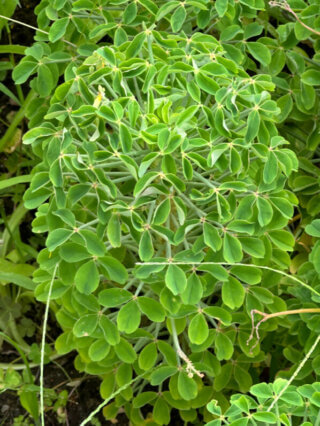 Oxalis teneriensis, École Du Breuil, Paris 12e (75)