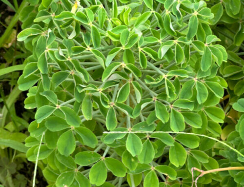 Oxalis teneriensis