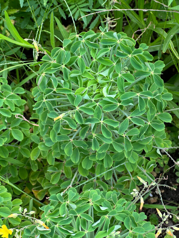 Oxalis teneriensis, École Du Breuil, Paris 12e (75)