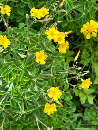 Oxalis teneriensis, École Du Breuil, Paris 12e (75)