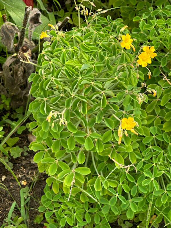 Oxalis teneriensis, École Du Breuil, Paris 12e (75)