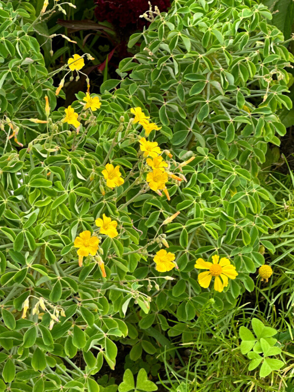 Oxalis teneriensis, École Du Breuil, Paris 12e (75)