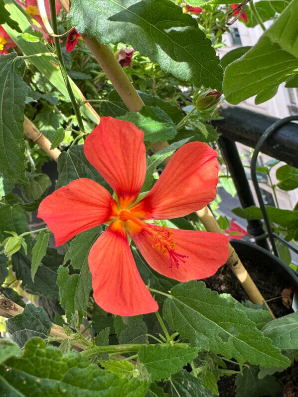 Pavonia 'Flamboyant' en été sur mon balcon, Paris 19e (75)