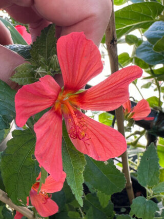 Pavonia 'Flamboyant' en été sur mon balcon, Paris 19e (75)