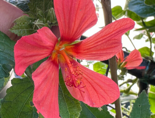 Les grandes fleurs du pavonia ‘Flamboyant’