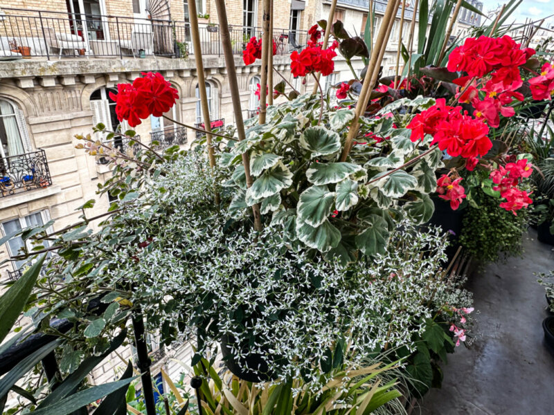 Potée de Pelargonium zonale et d'euphorbe 'Diamond Frost' en été sur mon balcon, Paris 19e (75)