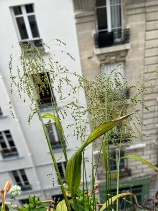 Phaenosperma globosa, Poacées, en été sur mon balcon, Paris 19e (75)