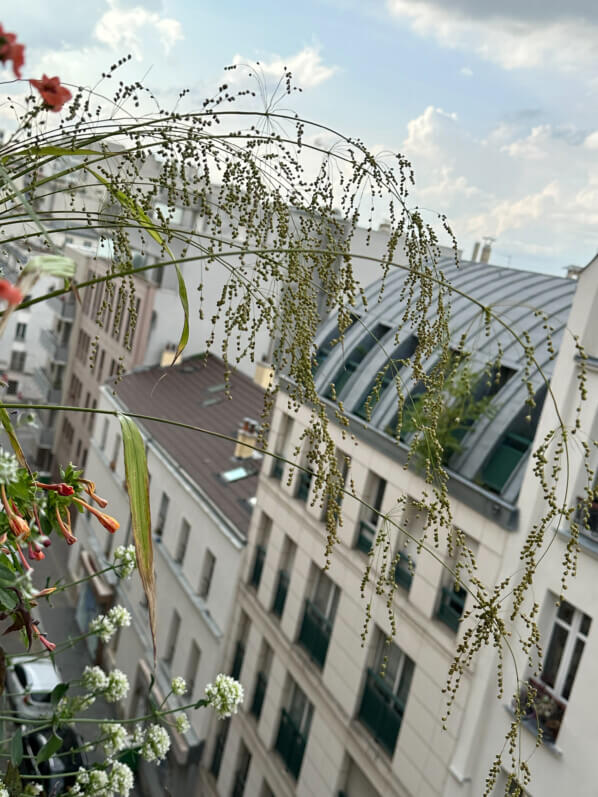 Phaenosperma globosa, Poacées, en été sur mon balcon, Paris 19e (75)