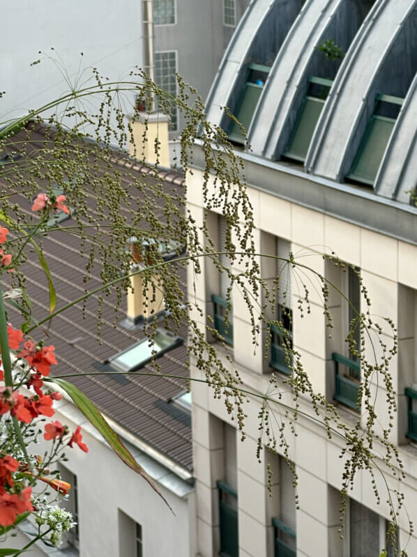 Phaenosperma globosa, Poacées, en été sur mon balcon, Paris 19e (75)