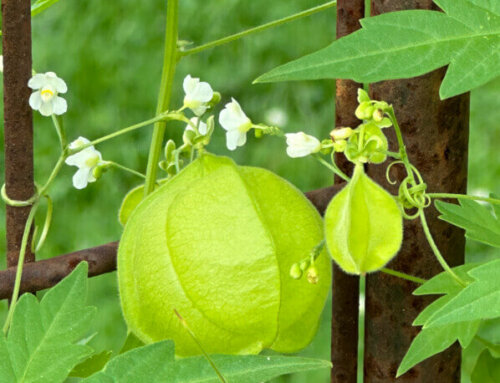 Pois de coeur (Cardiospermum halicacabum)