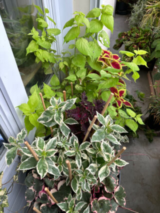 Hydrangea serrata Euphoria Pink et Leycesteria formosa 'Jealousy' en été sur mon balcon, Paris 19e (75)