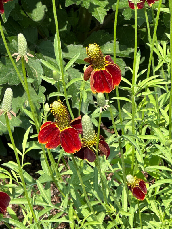 Ratibida columnifera (Astéracées) en été dans le Jardin des Plantes, Paris 5e (75)