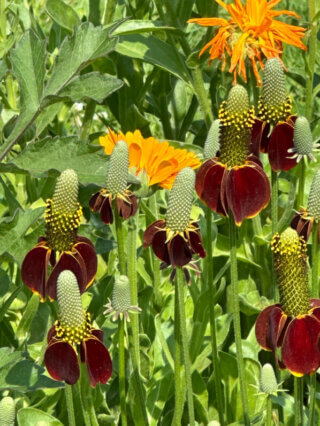 Ratibida columnifera (Astéracées) en été dans le Jardin des Plantes, Paris 5e (75)