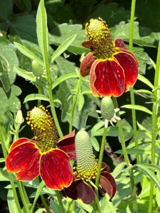 Ratibida columnifera (Astéracées) en été dans le Jardin des Plantes, Paris 5e (75)