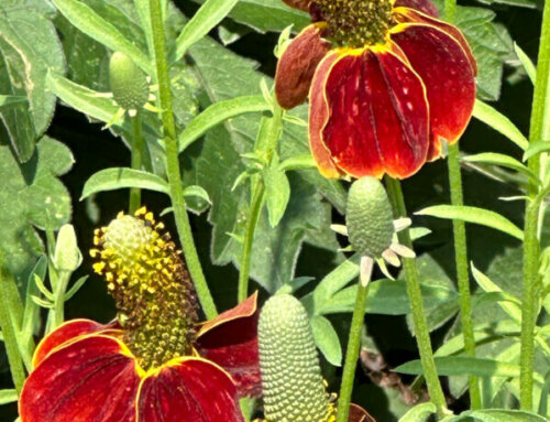 Chapeau mexicain (Ratibida columnifera)