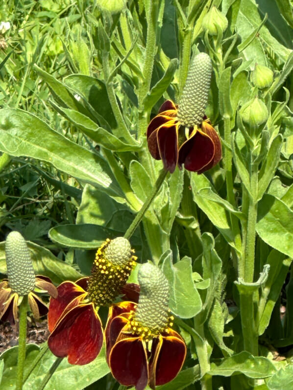 Ratibida columnifera (Astéracées) en été dans le Jardin des Plantes, Paris 5e (75)