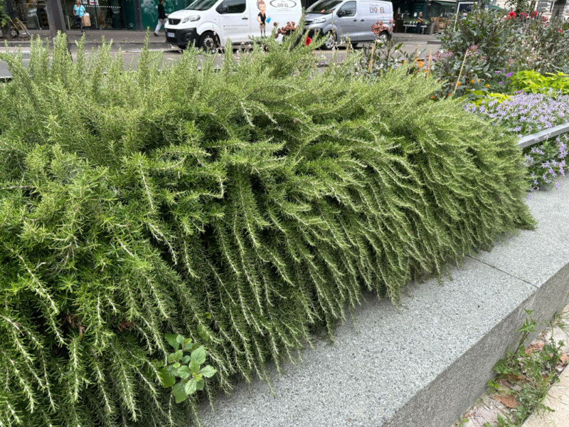 Bordure haie basse de romarin en été dans Paris (75)