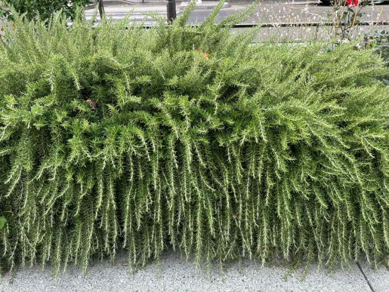 Bordure haie basse de romarin en été dans Paris (75)