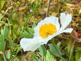 Fleur de Romneya coulteri, École Du Breuil, Paris 12e (75)