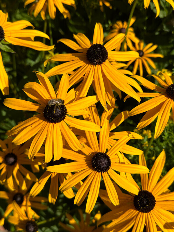 Rudbeckia en été dans le jardin de Claude Monet, Fondation Claude Monet, Giverny (27)