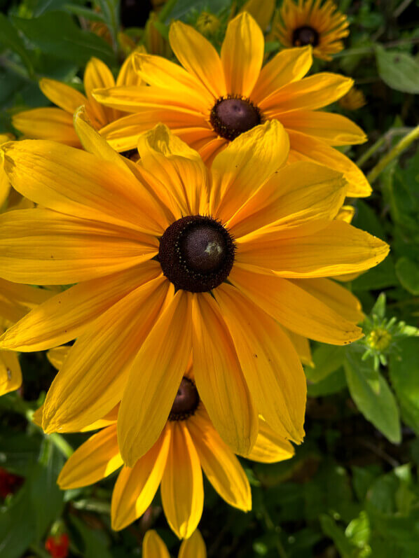 Rudbeckia en été dans le jardin de Claude Monet, Fondation Claude Monet, Giverny (27)