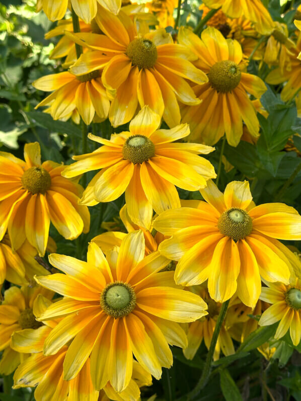 Rudbeckia en été dans le jardin de Claude Monet, Fondation Claude Monet, Giverny (27)