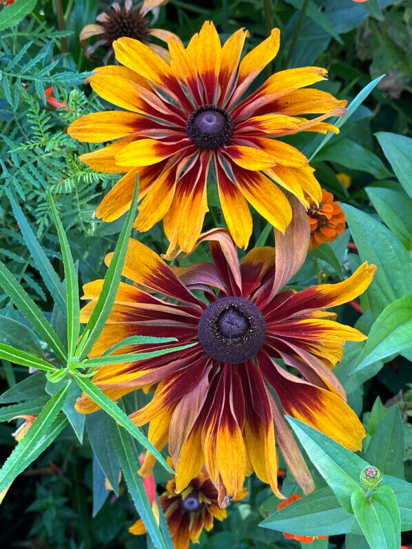 Rudbeckia en été dans le jardin de Claude Monet, Fondation Claude Monet, Giverny (27)