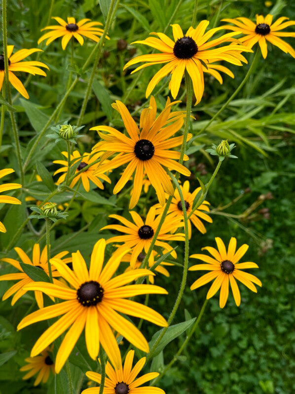 Rudbeckia, École Du Breuil, Paris 12e (75)