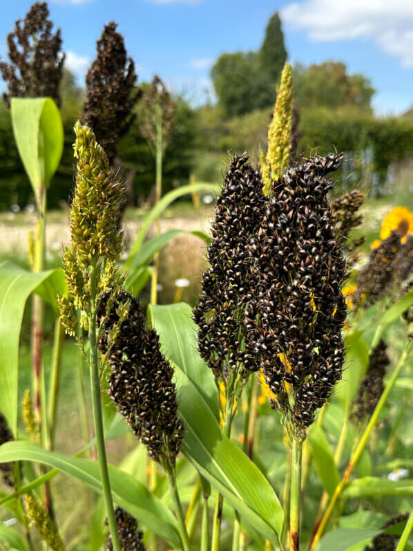 Sorghum nigrum 'Texas Black', École Du Breuil, Paris 12e (75)