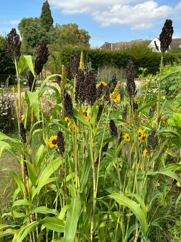 Sorghum nigrum 'Texas Black', École Du Breuil, Paris 12e (75)