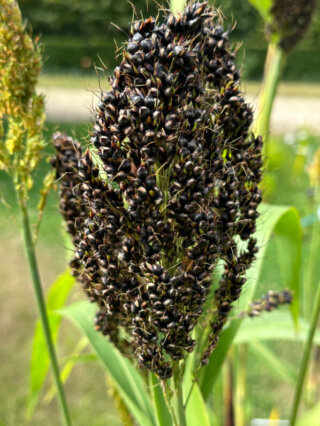 Sorghum nigrum 'Texas Black', École Du Breuil, Paris 12e (75)