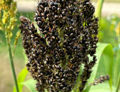 Sorghum nigrum ‘Texas Black’ aux grandes panicules de graines noires