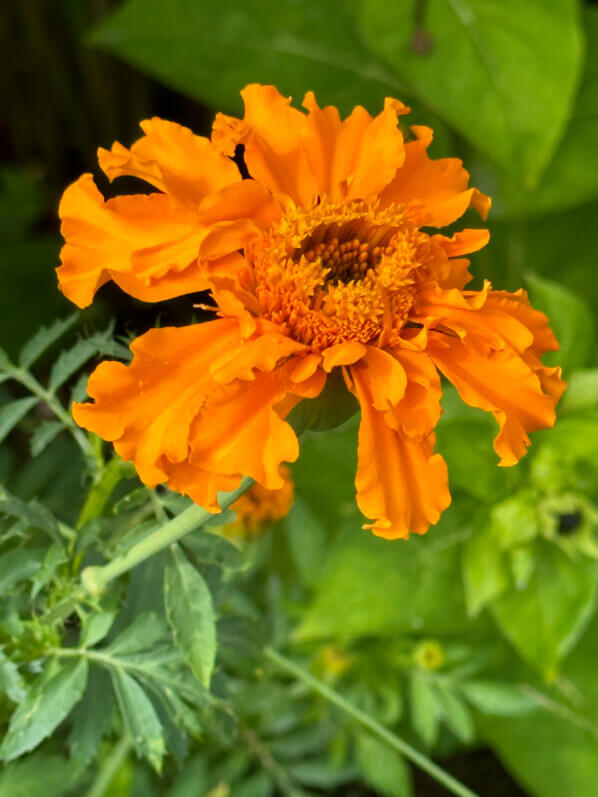 Tagetes, École Du Breuil, Paris 12e (75)