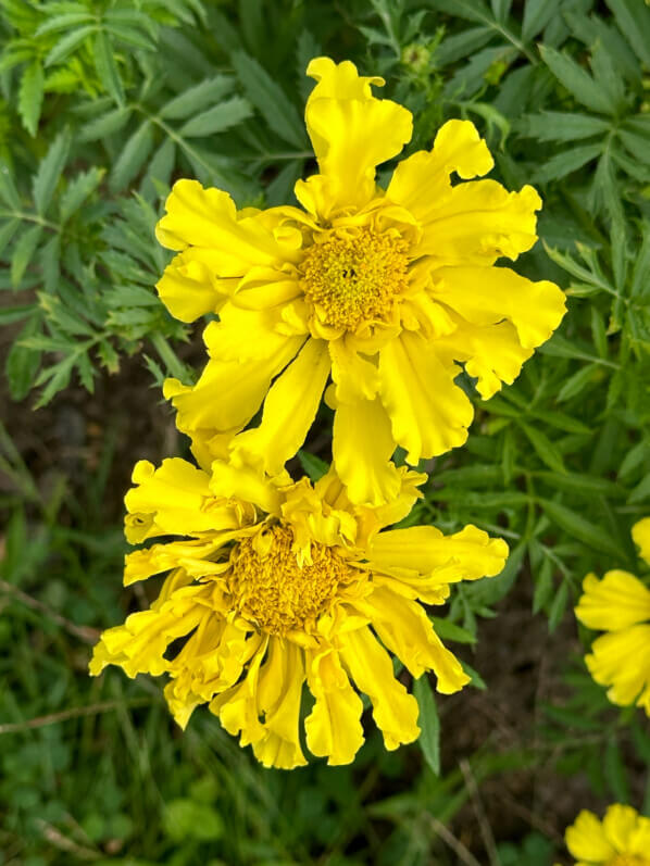 Tagetes, École Du Breuil, Paris 12e (75)