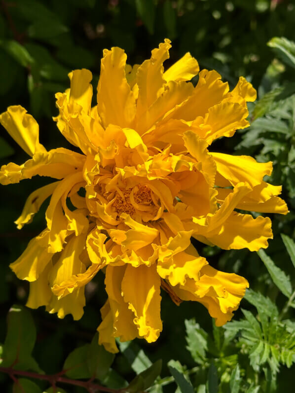 Tagetes, École Du Breuil, Paris 12e (75)