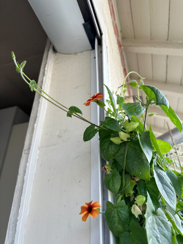 Thunbergia alata en été sur mon balcon, Paris 19e (75)