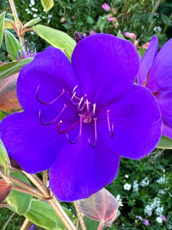 Fleur du Tibouchina urvilleana