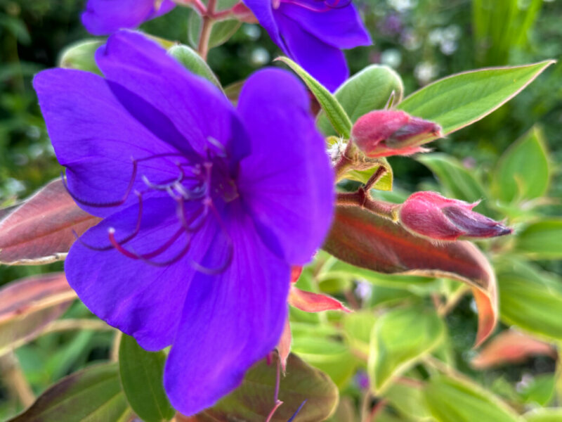 Fleur et boutons floraux du Tibouchina urvilleana