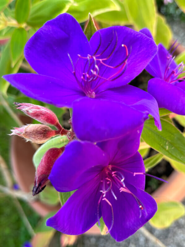 Fleurs du Tibouchina urvilleana